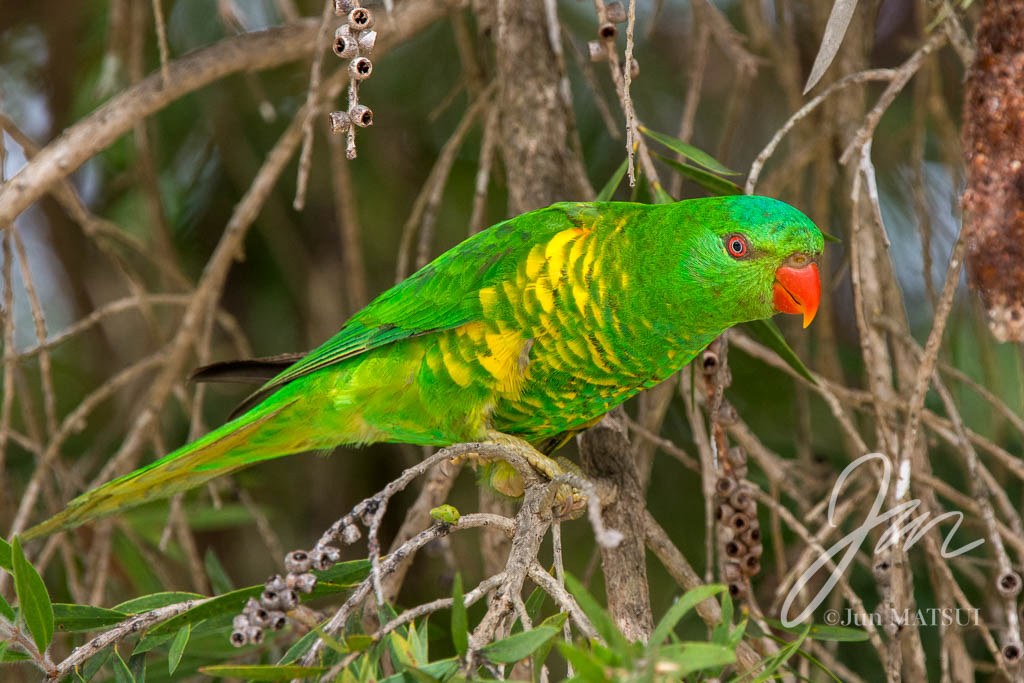 コセイガイインコ