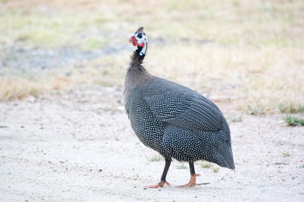 ホロホロチョウ