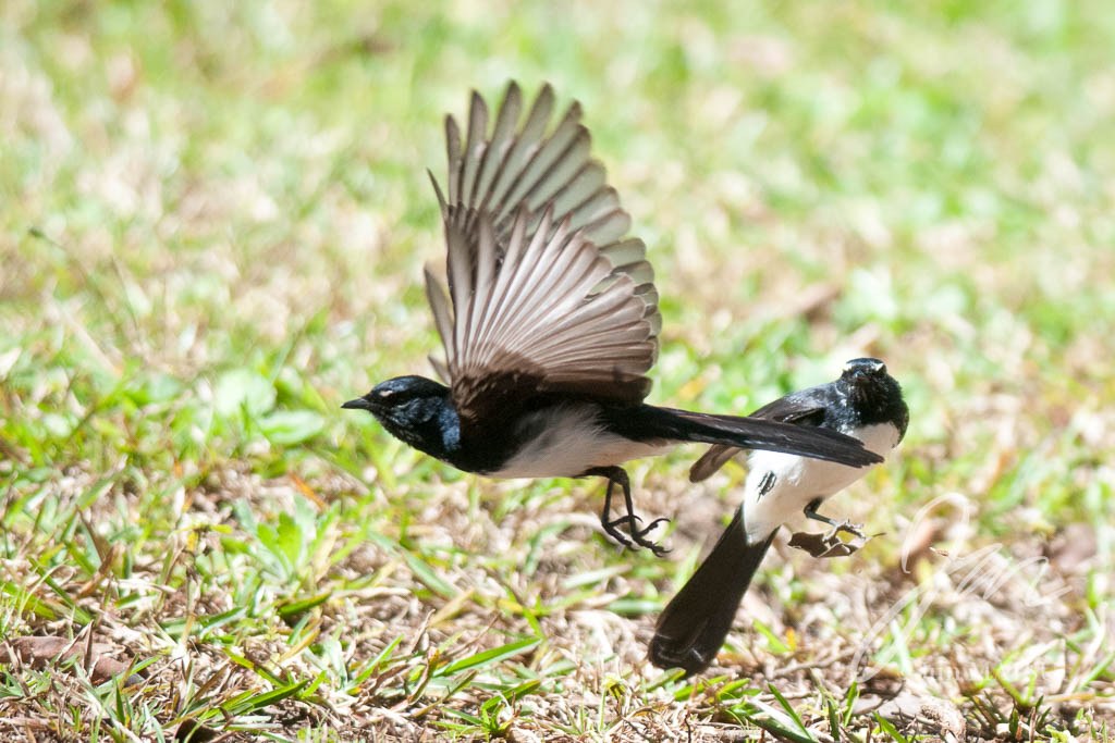 ヨコフリオウギビタキ