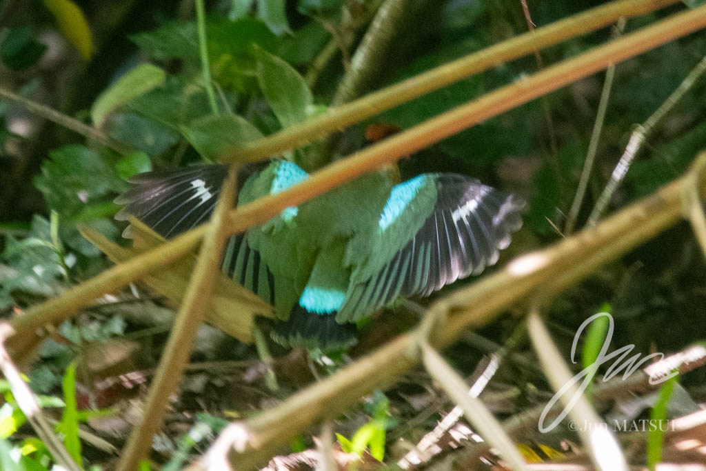ノドグロヤイロチョウ