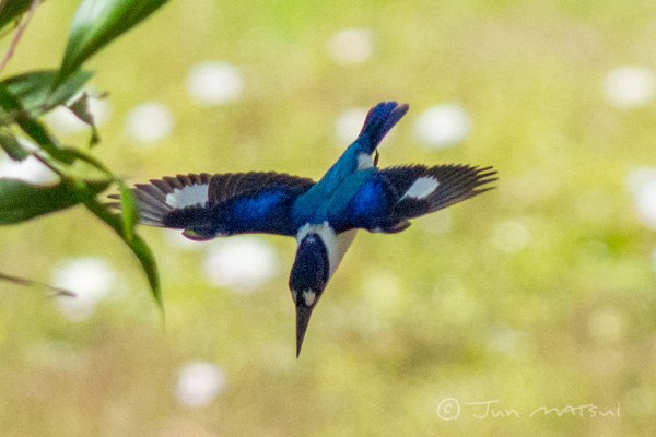 モリショウビン