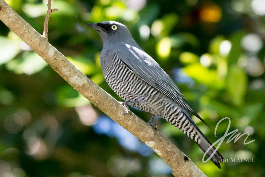 ヨコジマカッコウサンショウクイ