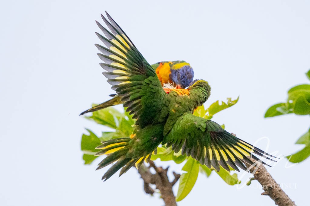 オーストラリアゴシキセイガイインコ