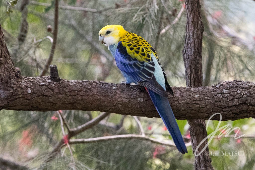 ホオアオサメクサインコ