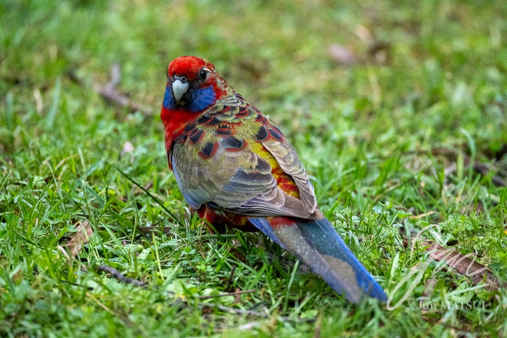 アカクサインコ