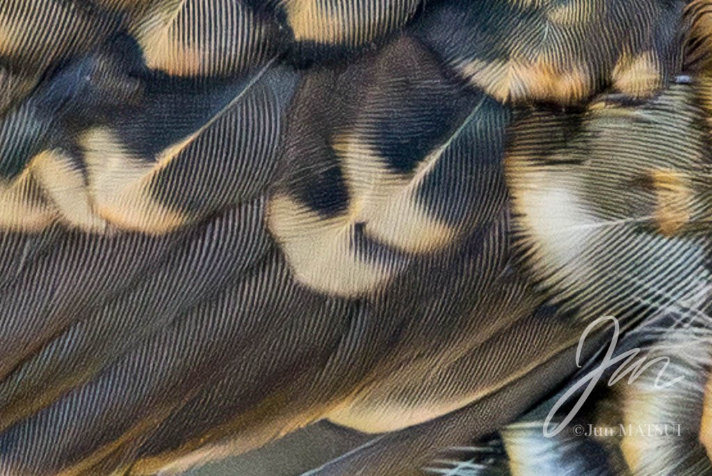 アカオトラツグミ