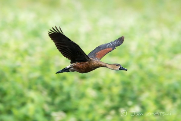 オオリュウキュウガモ