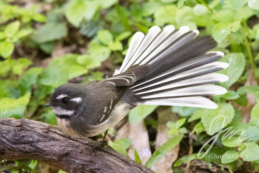 ハイイロオウギビタキ