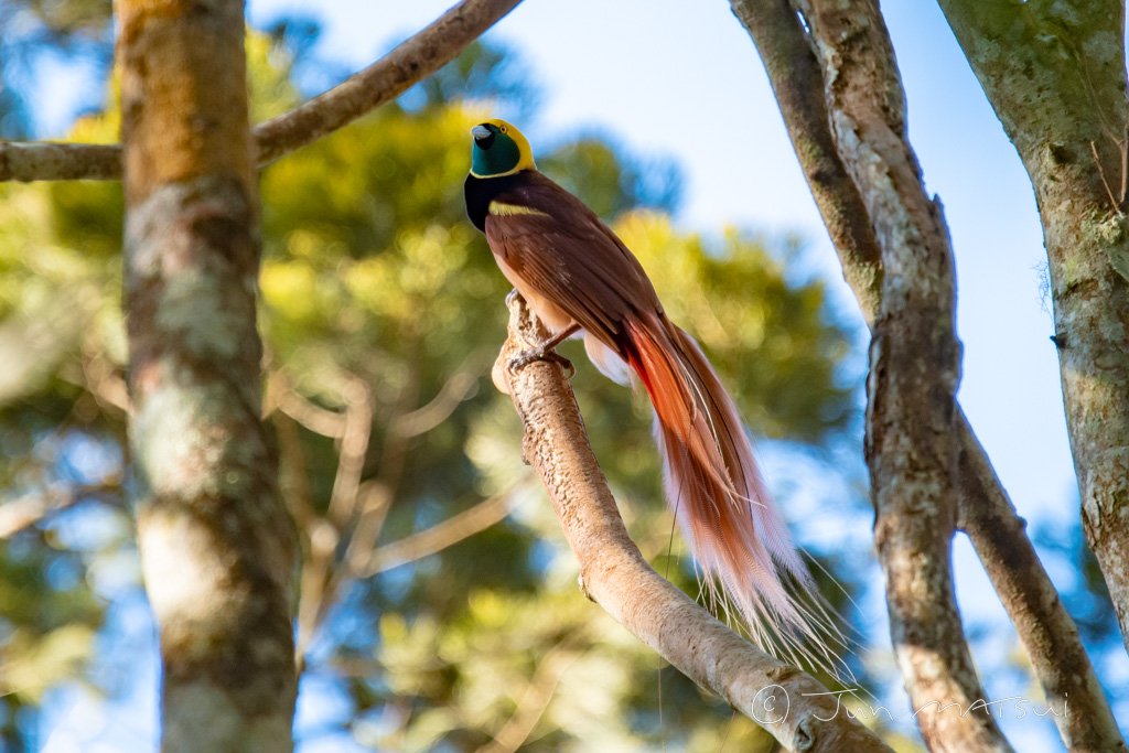 アカカザリフウチョウ