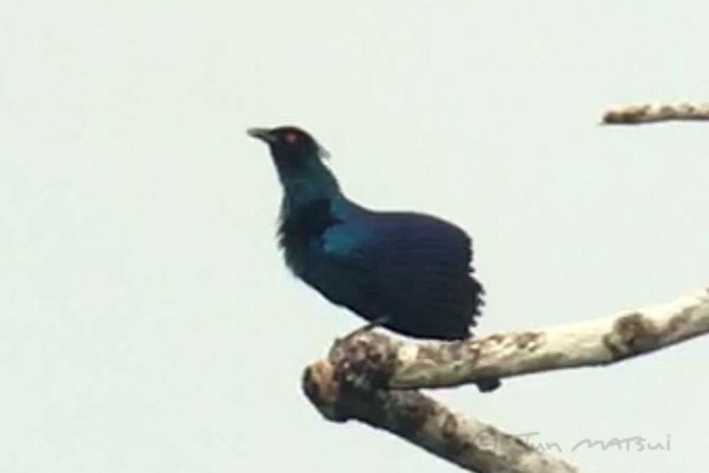 ナキカラスフウチョウ 