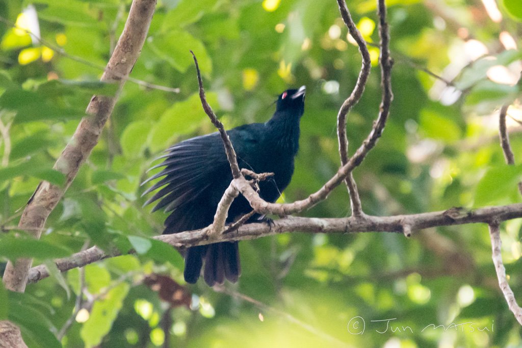 ナキカラスフウチョウ 