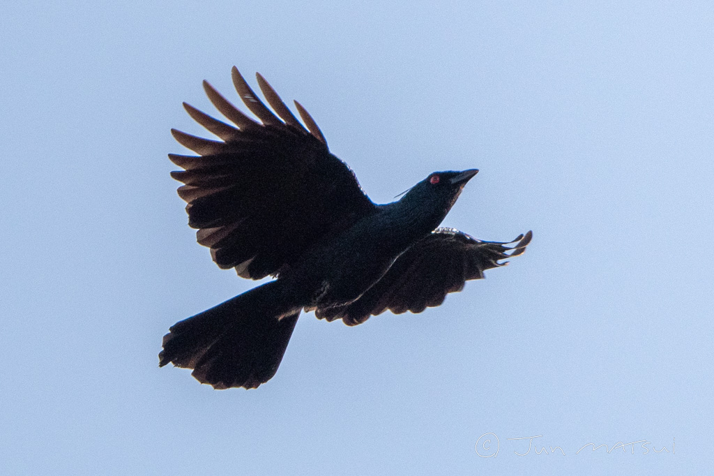 ナキカラスフウチョウ 