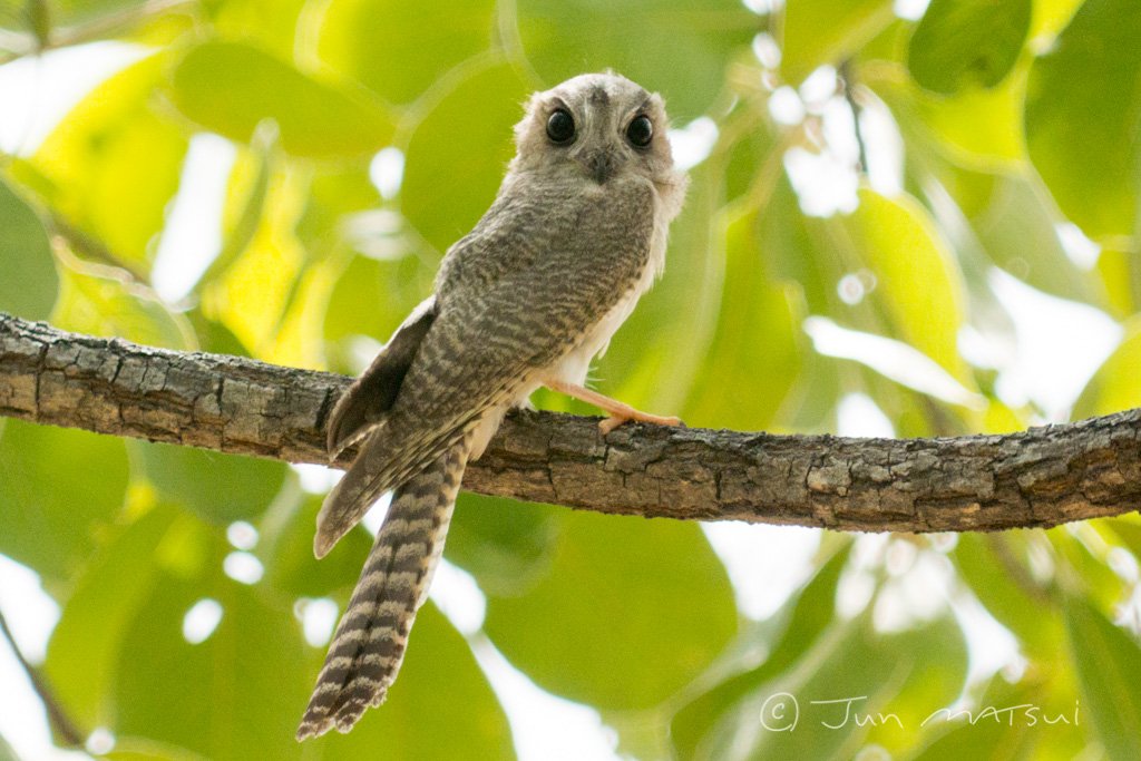 オーストラリアズクヨタカ 