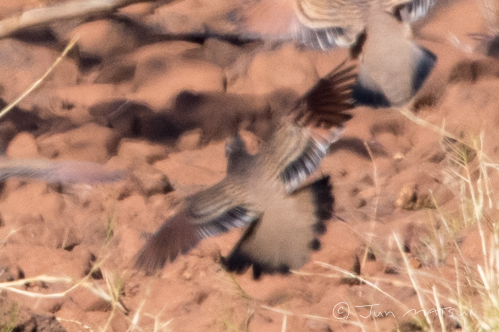 ショウキバト 