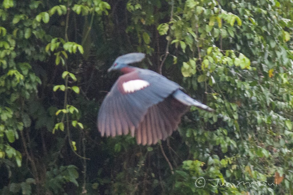 ムネアカカンムリバト 
