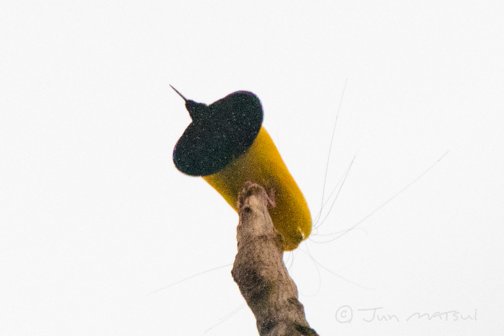 ジュウニセンフウチョウ 