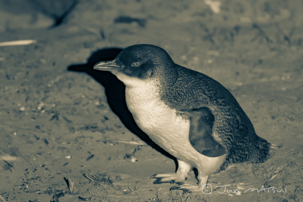 コビトペンギン