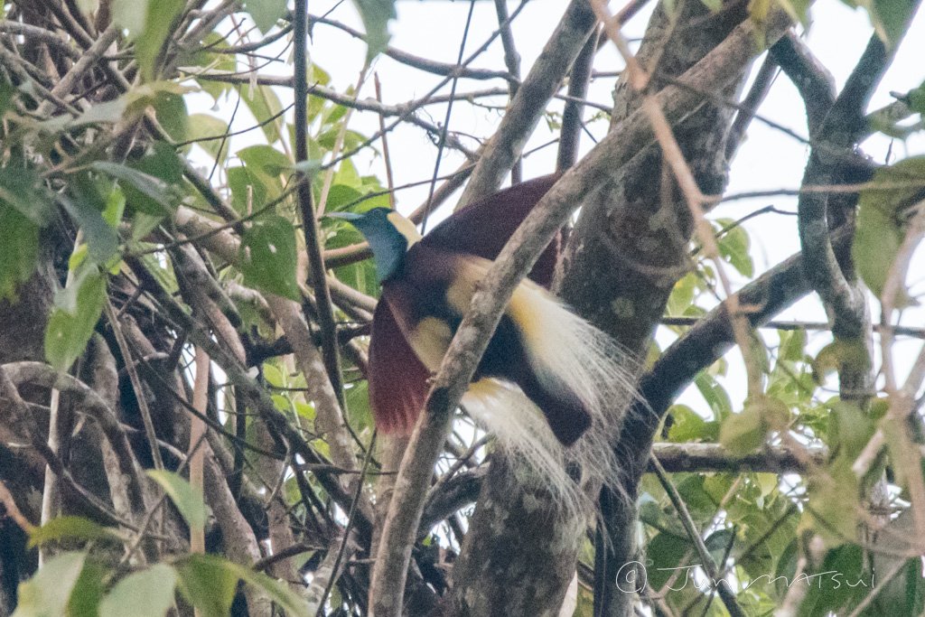 シロカザリフウチョウ 
