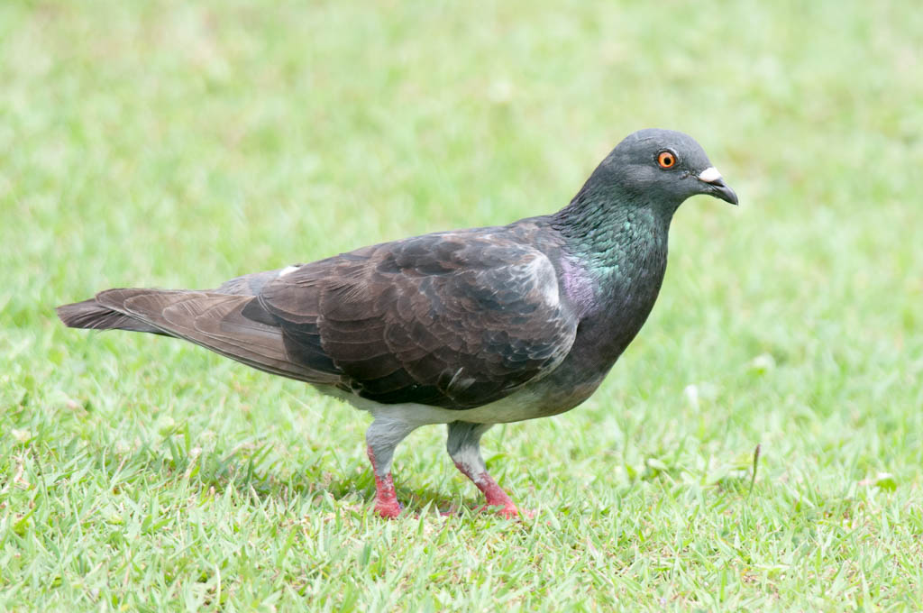 カワラバト