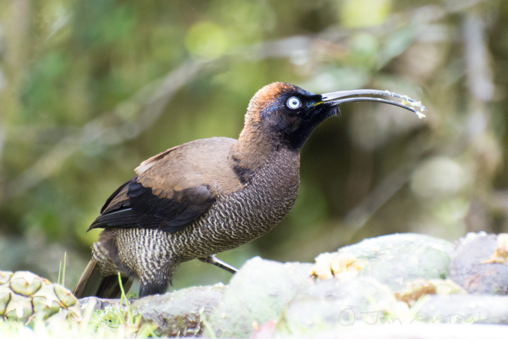 チャイロカマハシフウチョウ 