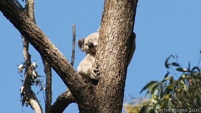 ラミントン国立公園とケアンズ10日間バードウォッチングツアー報告