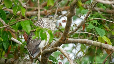 Nycticorax+caledonicus