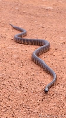 Aspidites+melanocephalus