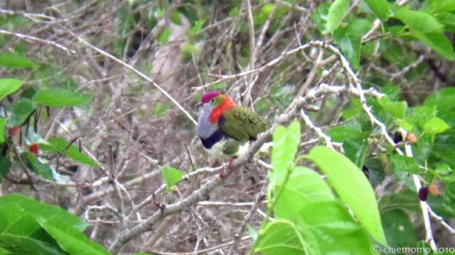 ディンツリークルーズとケアンズ周辺の探鳥