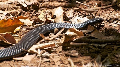 Pseudechis+porphyriacus