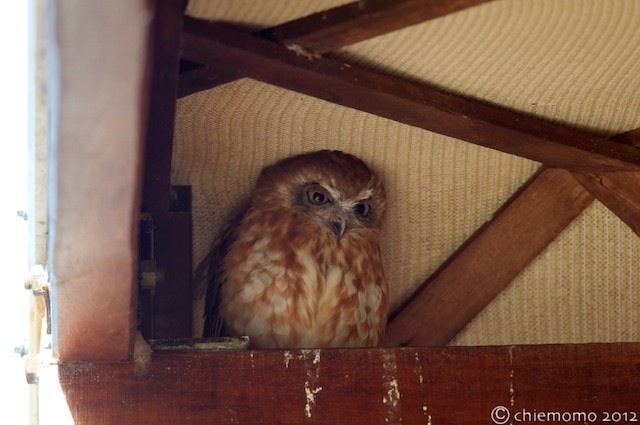 ヨーク岬半島カワセミ撮影ツアー