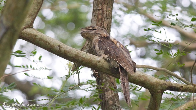 podargus_papuensis