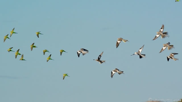 Melopsittacus undulatus (3)