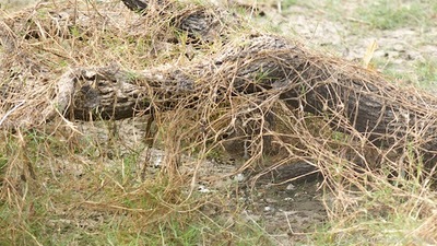Rostratula+australis