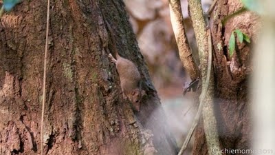 Antechinus+leo