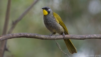 Lichenostomus+flavicollis++%5BJUN_5453%5D