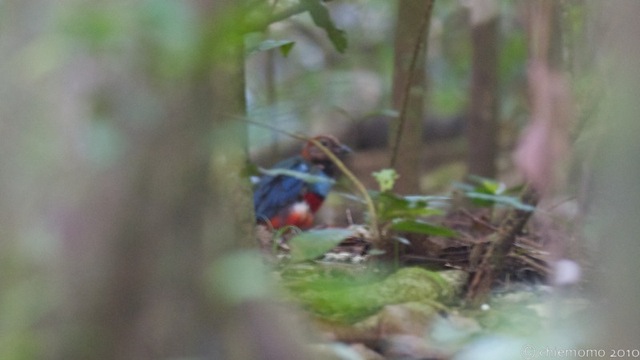 pitta_erythrogaster