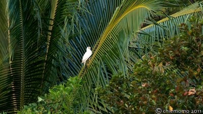 Accipiter+novaehollandiae