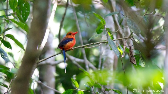 tanysiptera_danae_2