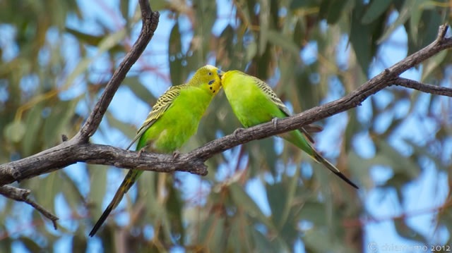 Melopsittacus undulatus (1)