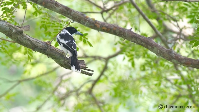 cracticus_mentalis