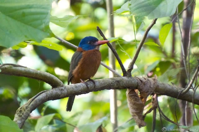 Actenoides monachus (1)