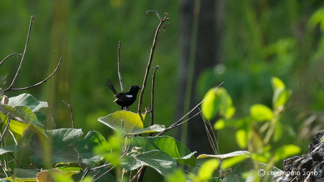 malurus_alboscapulatus