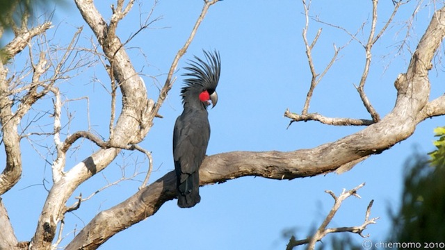 probosciger_aterrimus