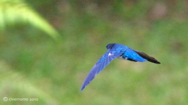 collocalia_esculenta