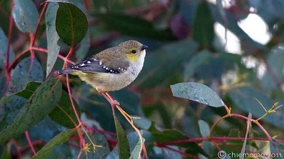 Pardalotus+quadragintus++%5BJUN_6028%5D