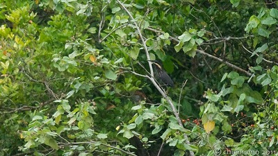 Ixobrychus+flavicollis