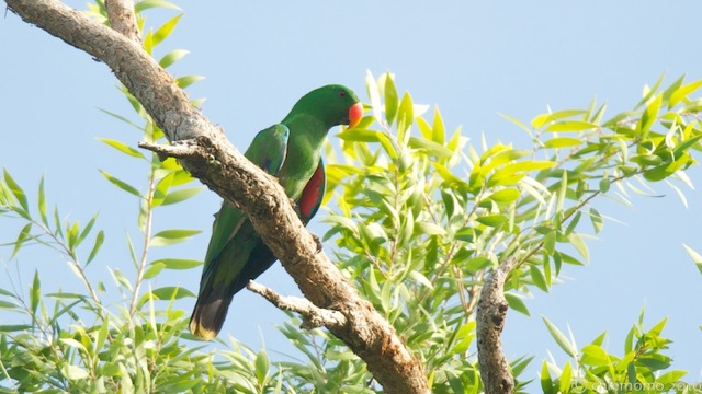 eclectus_roratus