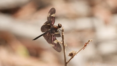 JUN_8082