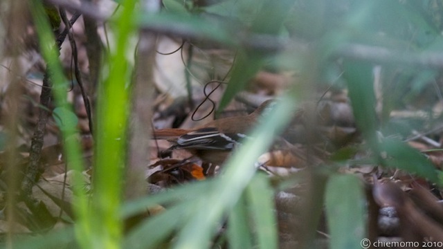 drymodes_superciliaris