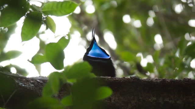 オオウロコフウチョウ